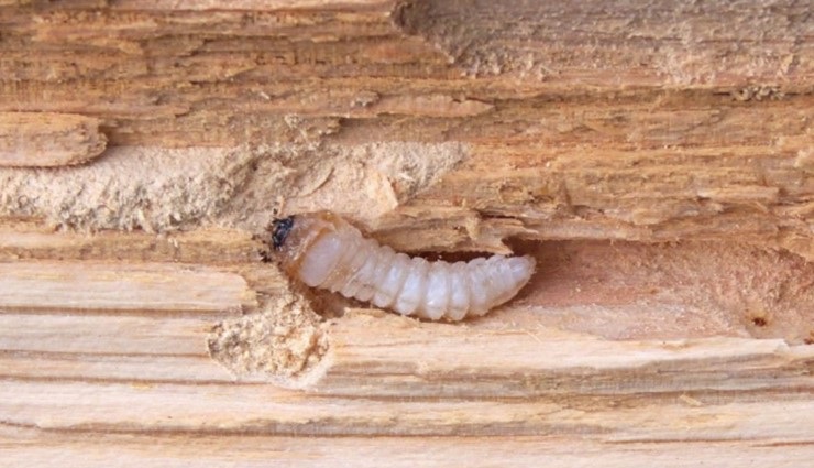 Wood Borer Treatment